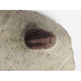 Proetopeltis waldschmidti erfoudana