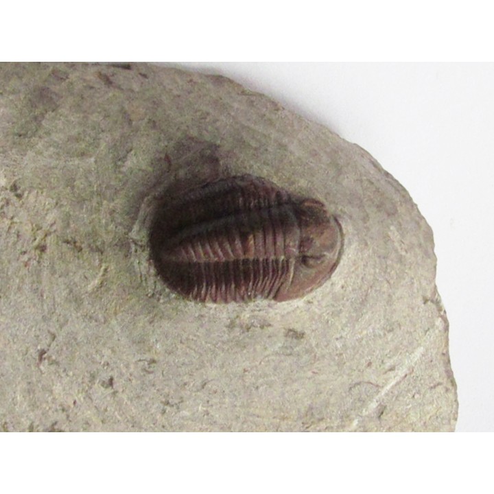 Proetopeltis waldschmidti erfoudana