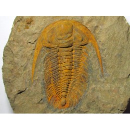 Acadoparadoxides levisetti