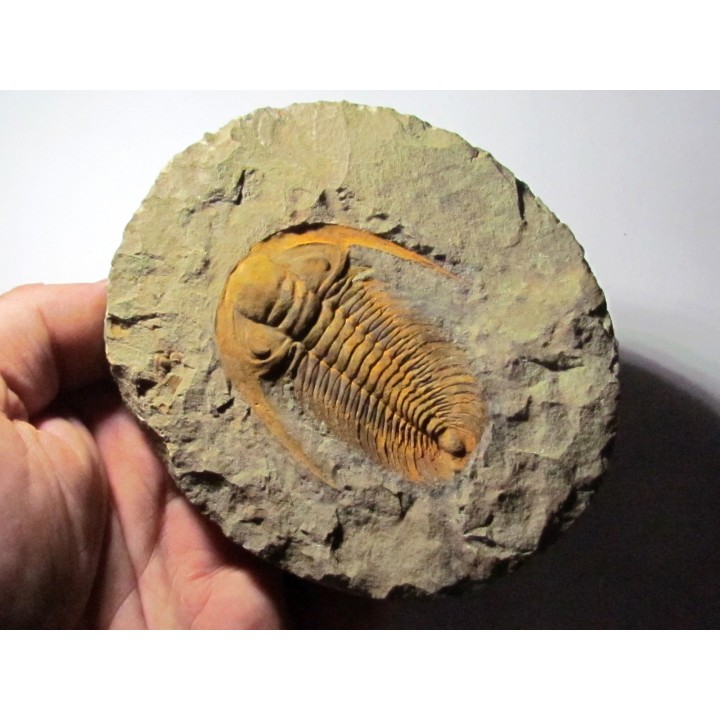 Acadoparadoxides levisetti