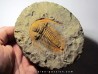 Acadoparadoxides levisetti
