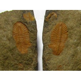 Shergoldiella vincenti