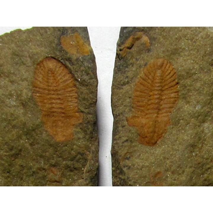 Shergoldiella vincenti
