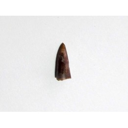 phytosaur tooth (1)