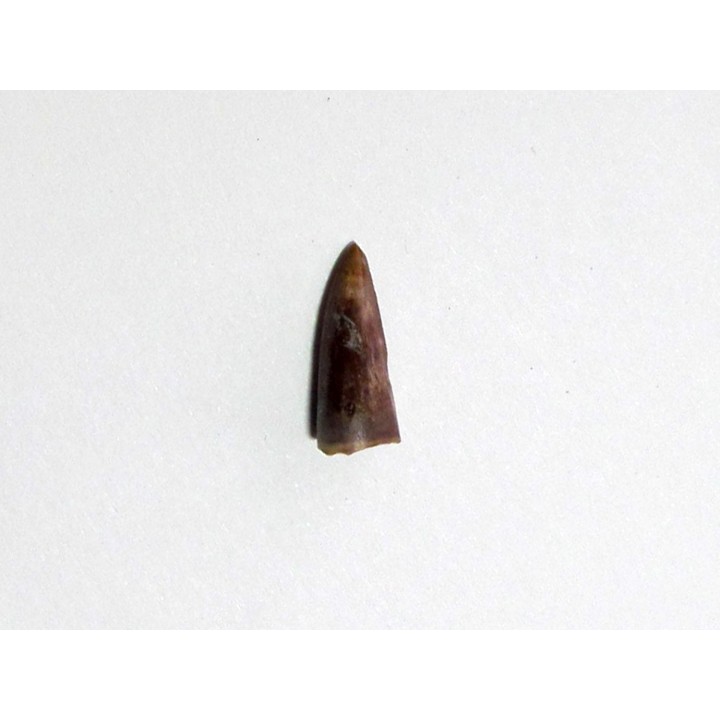 phytosaur tooth (1)