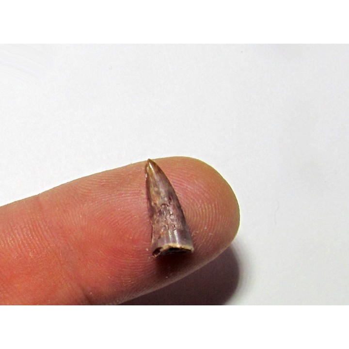 phytosaur tooth (1)