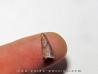 phytosaur tooth (1)