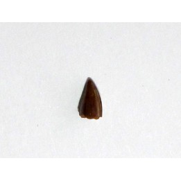 phytosaur tooth (2)