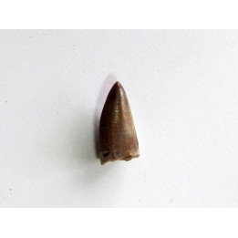 phytosaur tooth (3)