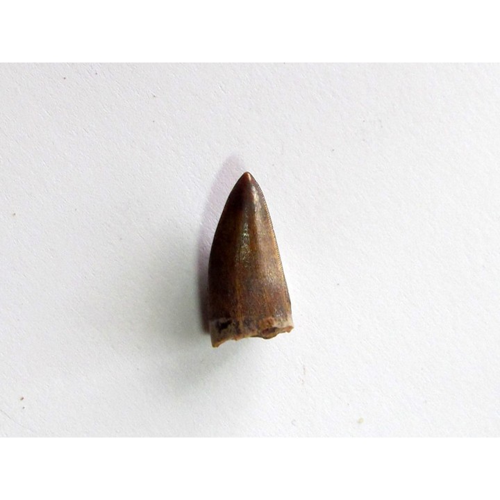 phytosaur tooth (3)