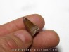 phytosaur tooth (3)