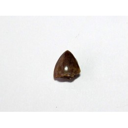 phytosaur tooth (4)