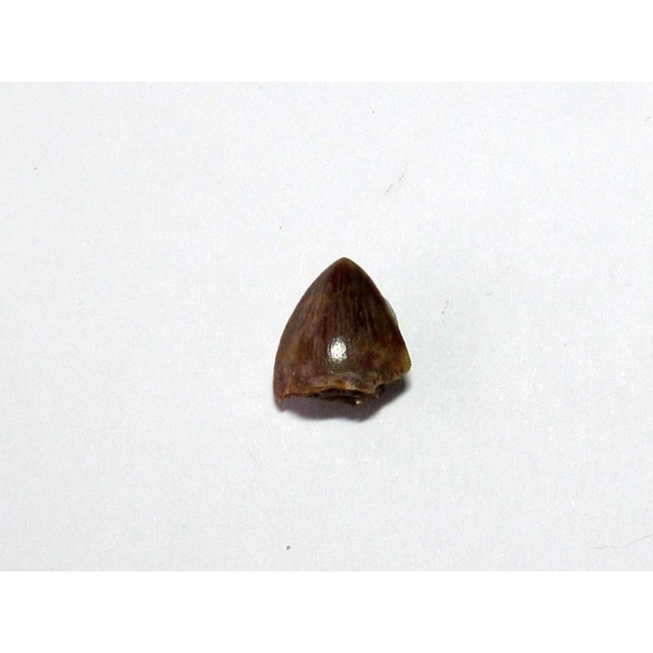 phytosaur tooth (4)