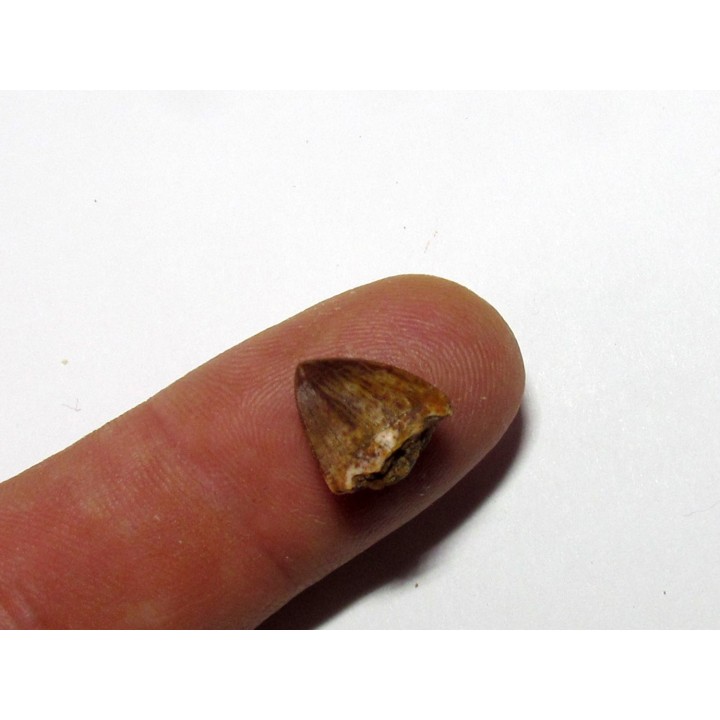 phytosaur tooth (4)