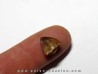 phytosaur tooth (4)