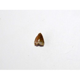 phytosaur tooth (5)