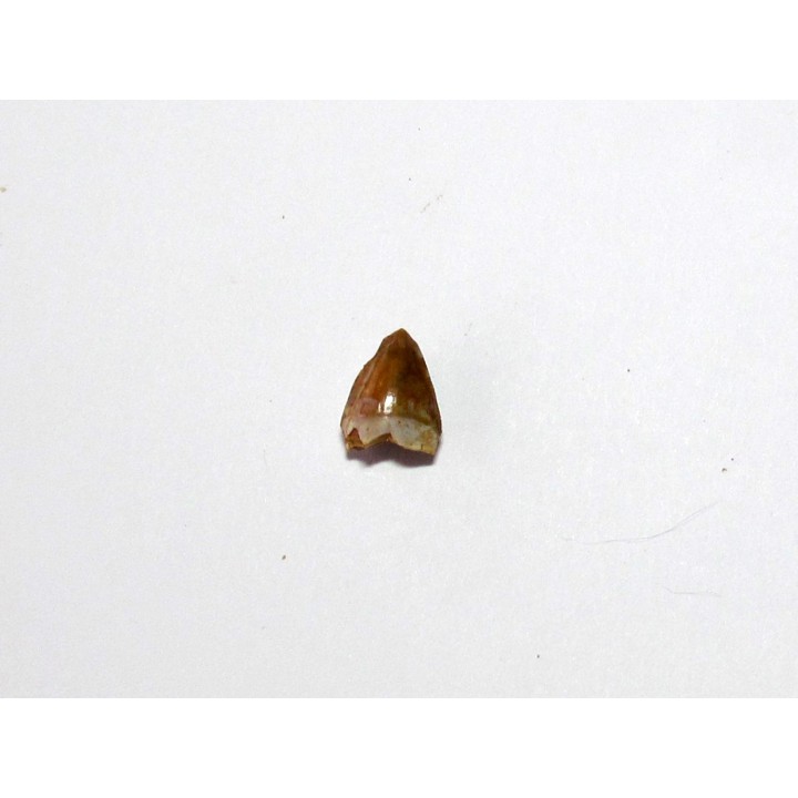 phytosaur tooth (5)