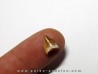 phytosaur tooth (5)