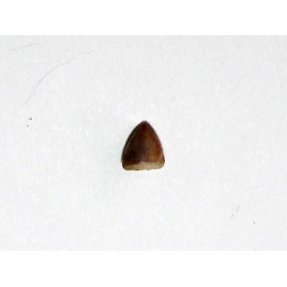 phytosaur tooth (6)