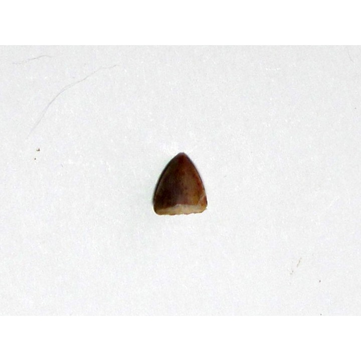phytosaur tooth (6)