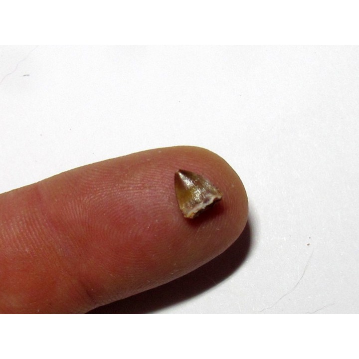 phytosaur tooth (6)