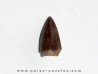 phytosaur tooth (7)