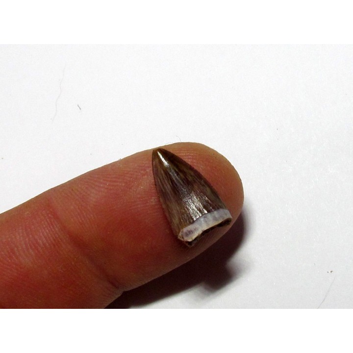 phytosaur tooth (7)