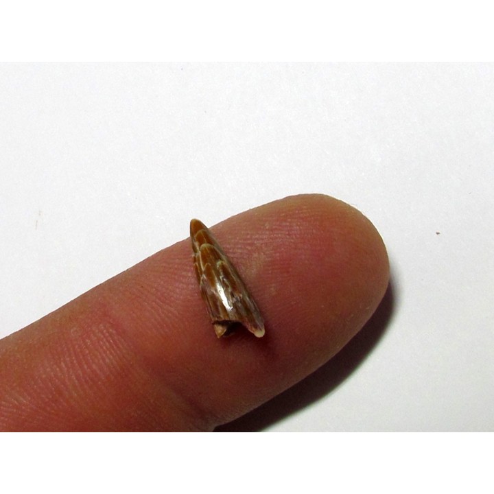 ophiacodon tooth (1)