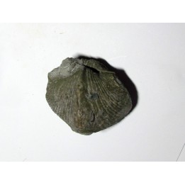 PARASPIRIFER BOWNOCKERI (1)