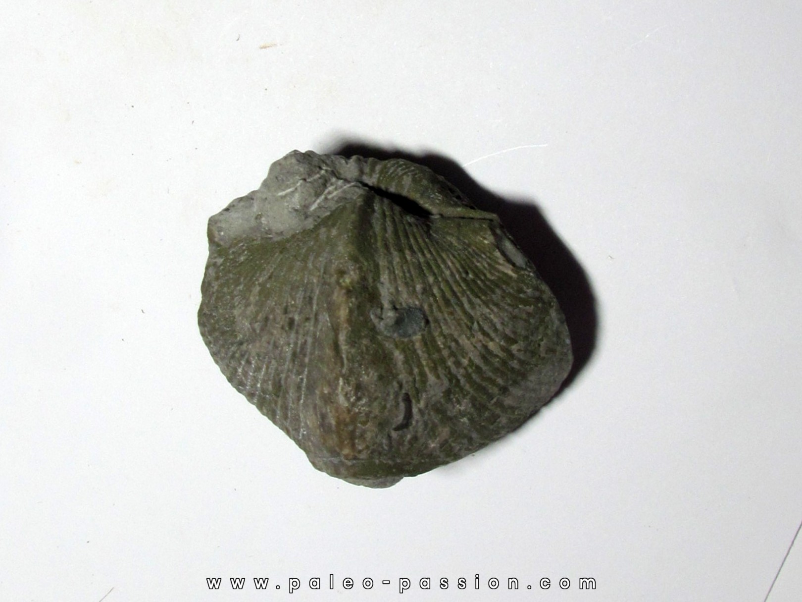PARASPIRIFER BOWNOCKERI (1)