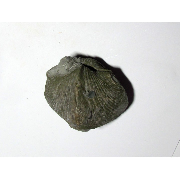PARASPIRIFER BOWNOCKERI (1)