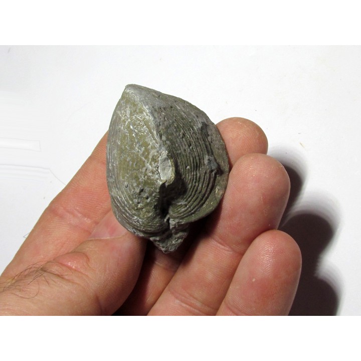 PARASPIRIFER BOWNOCKERI (1)