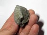 PARASPIRIFER BOWNOCKERI (1)