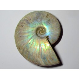 CLEONICERAS BESAIRIEI (4)
