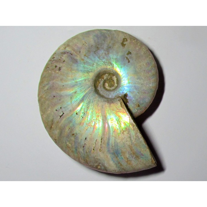 CLEONICERAS BESAIRIEI (4)