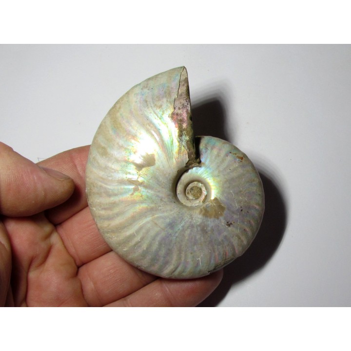 CLEONICERAS BESAIRIEI (4)