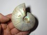 CLEONICERAS BESAIRIEI (4)