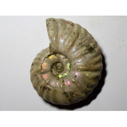 CLEONICERAS MADAGASCARIENSE (4)