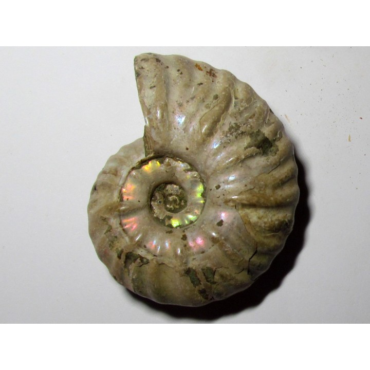 CLEONICERAS MADAGASCARIENSE (4)
