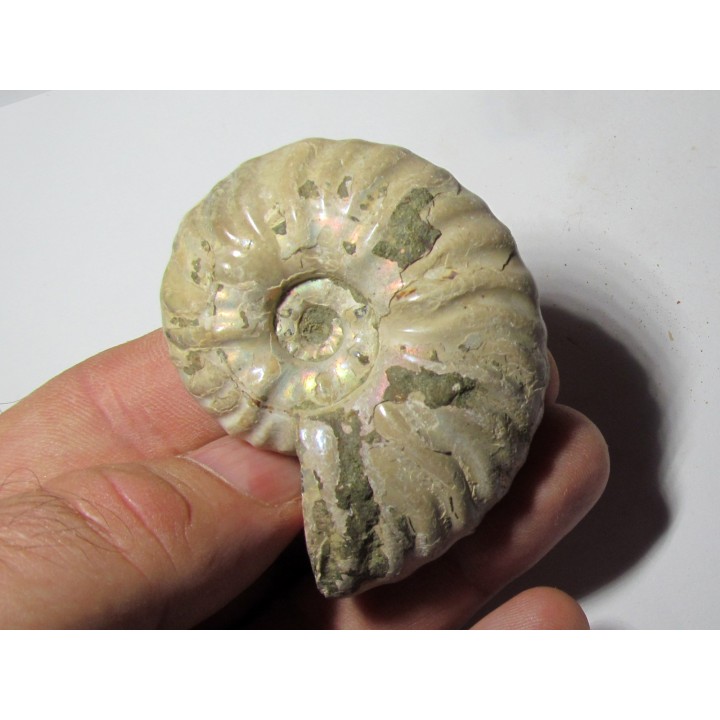 CLEONICERAS MADAGASCARIENSE (4)