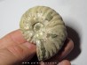CLEONICERAS MADAGASCARIENSE (4)