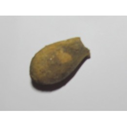 cycad seeds Nilissonia sp. (3)