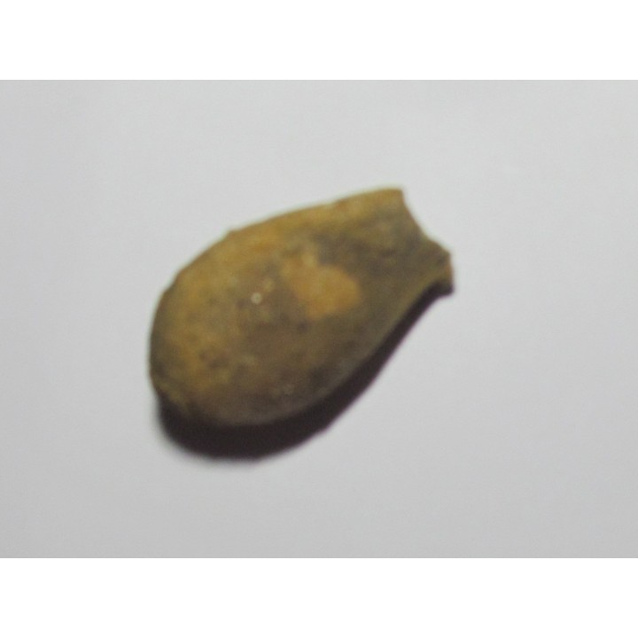cycad seeds Nilissonia sp. (3)