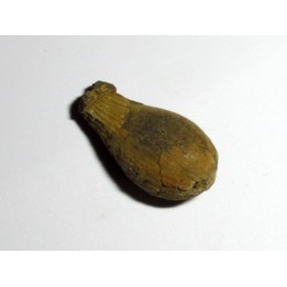 cycad seeds Nilissonia sp. (4)