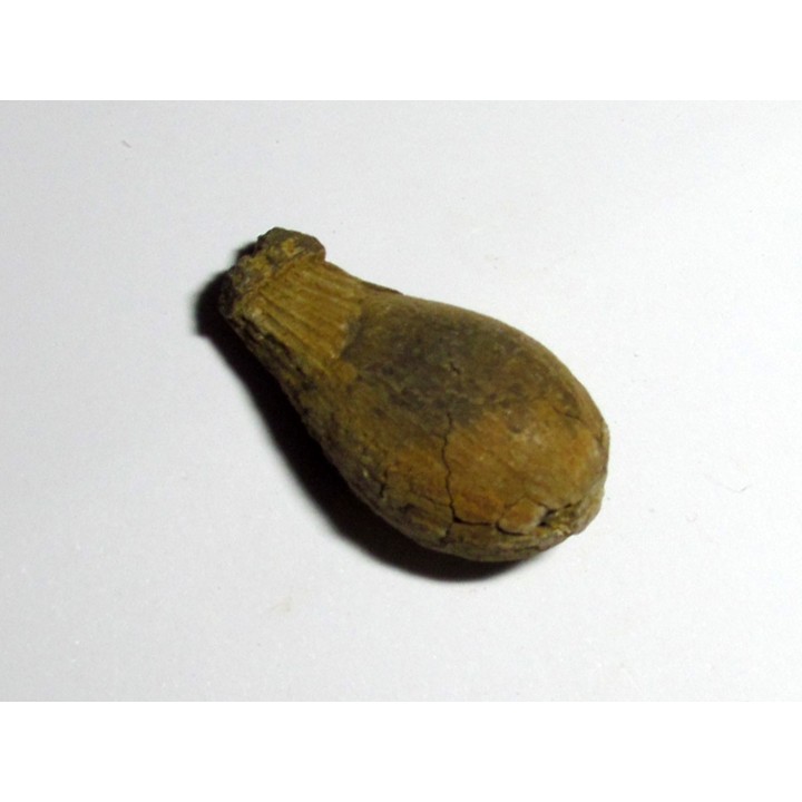 cycad seeds Nilissonia sp. (4)