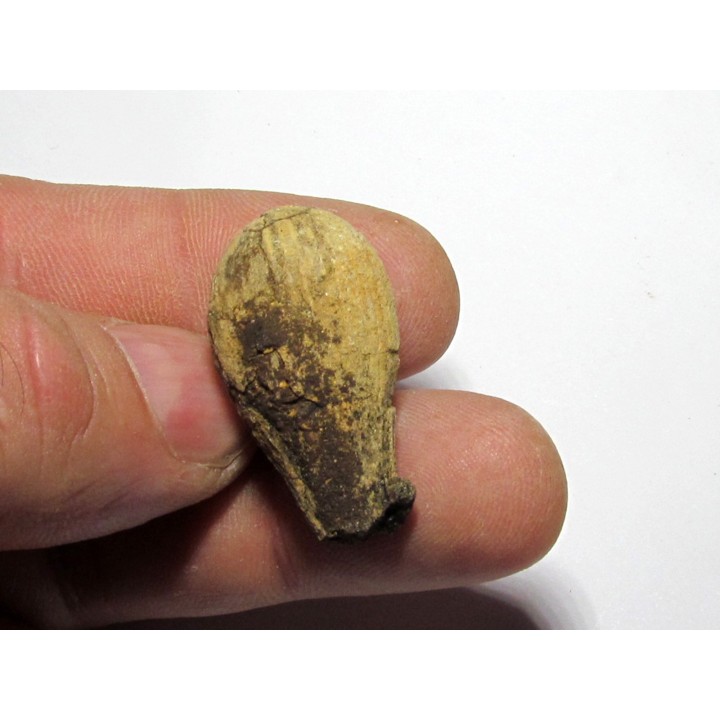 cycad seeds Nilissonia sp. (4)