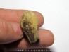 cycad seeds Nilissonia sp. (4)