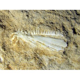 enchodus lybicus (5)