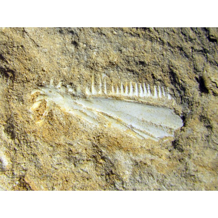 enchodus lybicus (5)