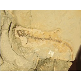 SINOHYDROSAURUS LINGYUANENSIS